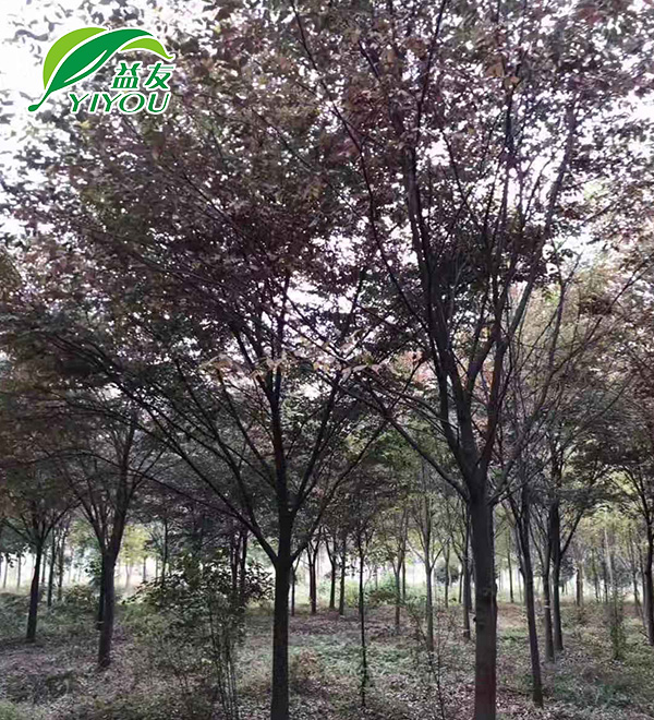 輪胎檢測(cè)線